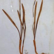 Snowdrops-Littlebury