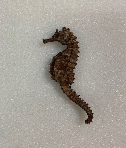 Object of the Month – September 2023 - Saffron Walden Museum